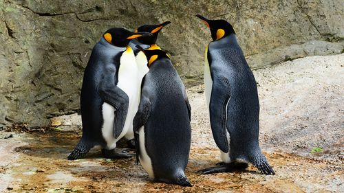 Femela pinguin rege de la singura colonie de reproducere din Marea Britanie este mascul, au descoperit îngrijitorii după 8 ani / Maggie poartă acum numele Magnus / "Un obstacol în eforturile noastre de a stabili un program de reproducere de succes"