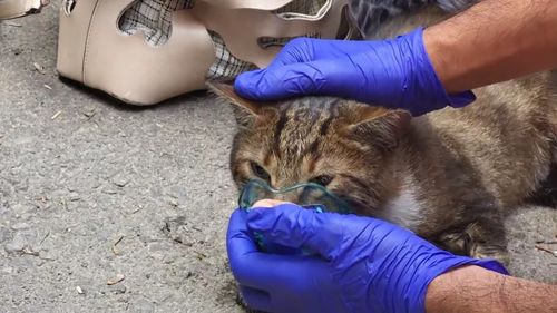 VIDEO Momentul în care un motan din Constanța este readus la viață de ambulanțieri/ Felina era intoxicată cu monoxid de carbon și nu mai respira