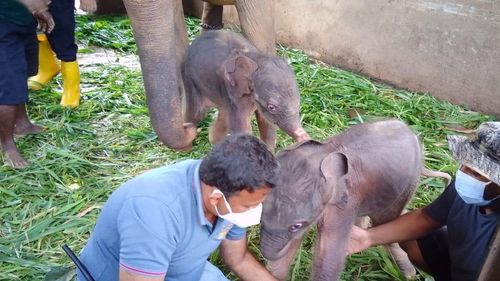 Elefanți gemeni au fost născuți pentru prima dată în ultimii 80 de ani în Sri Lanka