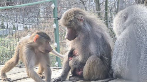Mambo, Bubu sau Coco? Ce nume i s-ar potrivi puiului de babuin născut la Grădina Zoologică din Hunedoara