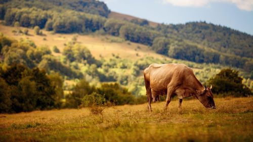 Referendum eșuat într-o comună din Bistrița-Năsăud: Sătenii s-au opus transformării păşunilor în zone cu destinaţie turistică