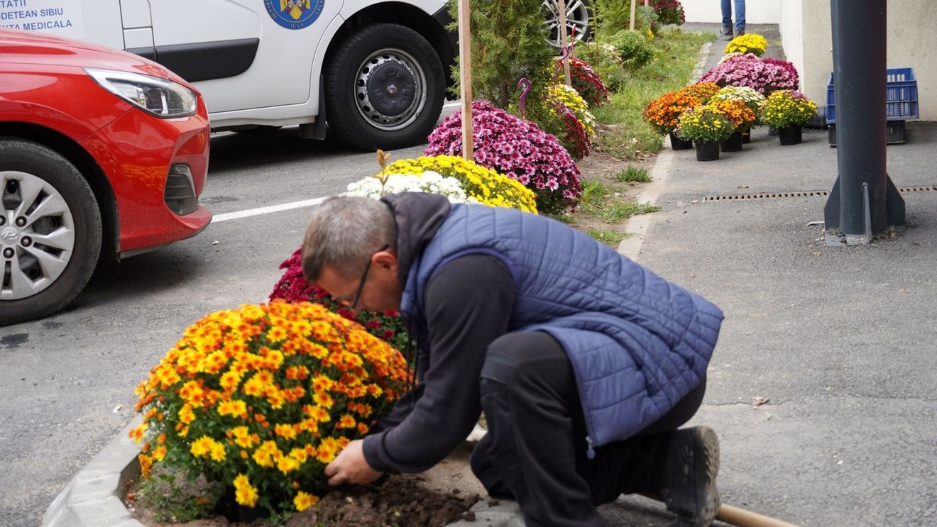 Un sibian plantează gratis crizanteme în fața spitalului județean, în amintirea mamei lui / „Vreau să știe că am rămas același om bun” / ”A fost infirmieră la Ginecologie, dar nu a apucat pensia”