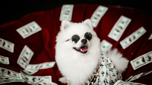 Cheltuieli mari pentru animale de companie, chiar și în vremuri grele: Ce spun datele din SUA