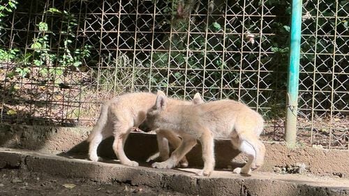 5 pui de lup alb s-au născut în premieră în România, la ZOO Sibiu / Părinții puilor au fost aduși din Ungaria, nimeni nu a știut că femela era gestantă