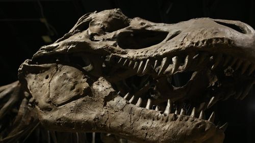 STUDIU Strămoșii dinozaurilor T. rex au trecut din Asia în America de Nord prin intermediul unui pod terestru, în urmă cu 70 de milioane de ani