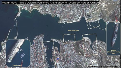 Institutul Naval al SUA: Imaginile din satelit arată că Marina rusă a desfășurat unități de delfini antrenați pentru a proteja o bază navală strategică din Peninsula Crimeea