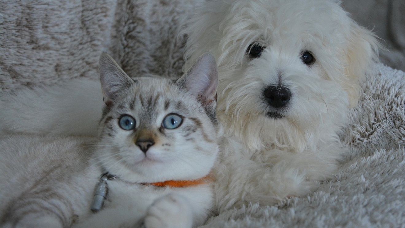 Pas major în medicina veterinară. Oamenii de știință au creat cea mai mare bază de date din lume cu tumori la câini și pisici