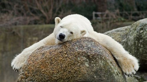 Un urs polar rar a apărut pe țărmurile Islandei. Poliția l-a împușcat pentru că a fost considerat o amenințare pentru populație