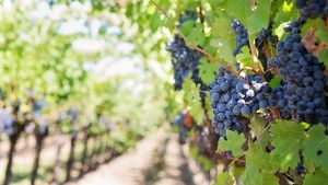 Gerul de primăvară ar putea şterge o treime din producţia de vin a Franţei pe anul acesta