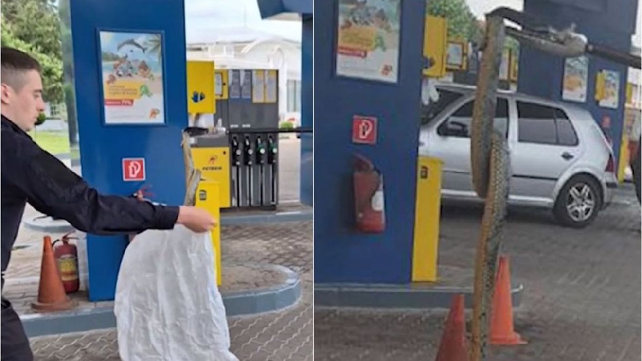 Un șarpe, blocat în cablurile de alimentare a unei pompe de benzină / Jandarmii din Mehedinți au îndepărtat reptila de 1,5 metri / Un alt șarpe a fost găsit în cartierul Mănăștur din Cluj-Napoca