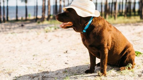 Animale care salvează planeta: Cum câinii, pisicile și aricii ne învață despre schimbările climatice