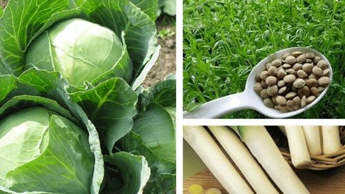 Istoria gusturilor la români (Ep. 7) Varza, fasolea și prazul, constante ale bucătăriei românești. Dar ne aparțin, oare, numai nouă?