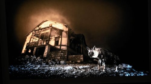 „Sunt o specie foarte greu de observat”: efortul de 10 ani de a fotografia hiena rară care bântuie un oraș fantomă minier de diamante (Reportaj BBC)