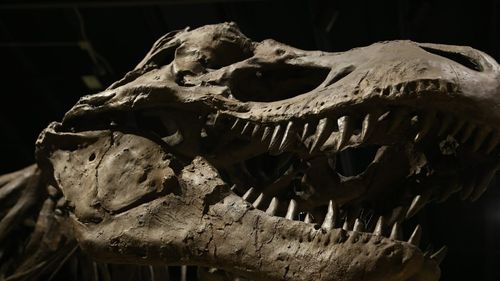 Două noi specii de dinozauri de pradă gigantici au fost descoperite în Australia