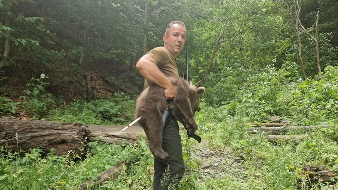 UPDATE Primul pui de urs orfan din zona Transfăgăraşan a fost găsit şi este în siguranţă, anunță ministrul Mediului / Continuă căutările celorlalți doi / Sanctuarul AMP Libearty din Zărnești: Este extem de slăbit, flămând și speriat