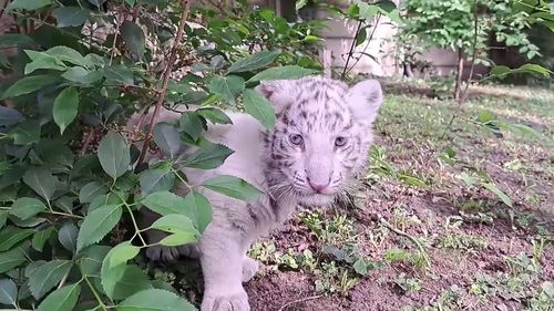 VIDEO Un al treilea tigru bengalez a sosit la Grădina Zoologică din Tg Mureş / Shasha este sora Indirei şi Adelinei / Copiii vor avea acces liber la zoo de 1 iunie