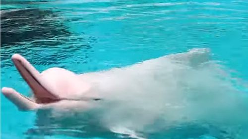 Delfinii roz au revenit în apele costiere din Hong Kong, după ce restricţiile anti-COVID-19 au îmbunătăţit habitatul