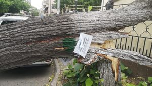 FOTO Primarul sectorului 2, după ce furtuna a rupt mai mulţi pomi: Îi cer primarului general, încă o dată, să elibereze avizele de defrişare. Avem 1.624 solicitări şi toţi aceşti copaci periculoşi cad, rând pe rând, la fiecare furtună