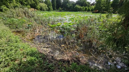 GALERIE FOTO Dezastrul din parcurile pe care Radu Mihaiu le vrea la Sectorul 2: lacuri neigienizate, gunoi și bălării/ Contrele dintre PS2 și Administrația Lacuri Parcuri și Agrement, din subordinea Primăriei Capitalei