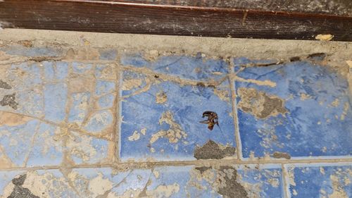 VIDEO ANPC: Brutărie din Rahova, închisă temporar după ce comisarii au descoperit deficiențe grave, inclusiv că materiile prime conțineau insecte vii și moarte