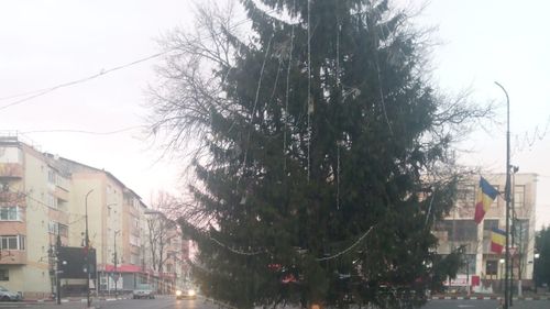 VIDEO Brad imens în mijlocul șoselei, în orașul Panciu