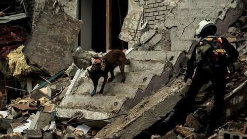 FOTO Câinii de salvare care lucrează în Zaporojie poartă cizme speciale pentru a nu-și răni lăbuțele, după ce orașul a fost lovit de rachete rusești