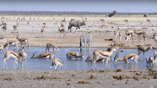 Namibia a început sacrificarea a sute de animale sălbatice, din cauza secetei, pentru hrănirea populației / 160 de animale au fost ucise deja în cadrul acestei măsuri guvernamentale