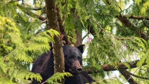 Statele Unite: Un bărbat a murit după ce un urs împușcat în copac a căzut peste el