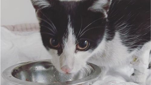 FOTO Pompierii și angajații companiei de apă dintr-un oraș polonez au încercat timp de 10 zile să salveze o pisică blocată într-o conductă/ Felina a fost salvată