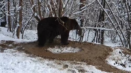 VIDEO Grădina zoologică din Piatra Neamț va fi desființată / Locuitorii au fost impresionați de trauma ursoaicei Ina