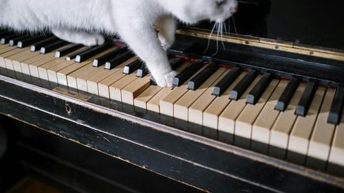 STUDIU | Terapia prin muzică funcționează și la animale: Ce melodii le calmează și ce genuri le stresează