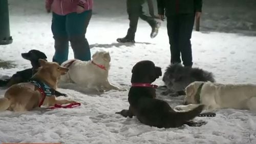 Emoționanta poveste a câinilor salvatori pe care România i-a trimis în Turcia. Unii au fost la rândul lor salvați din situații critice: „L-am găsit într-o cutie în fața unui service, a fost singurul supraviețuitor și am zis: hai să facem ceva pentru România”