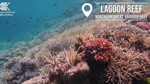 VIDEO Australia: Coralii revin în unele părți ale Marii Bariere de Corali, un fenomen inedit în ultimele decenii