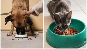 Cum alegem hrana potrivită pentru animalul de companie în funcție de rasă, vârstă și stil de viață: Medicul veterinar Beatrice Ilea răspunde