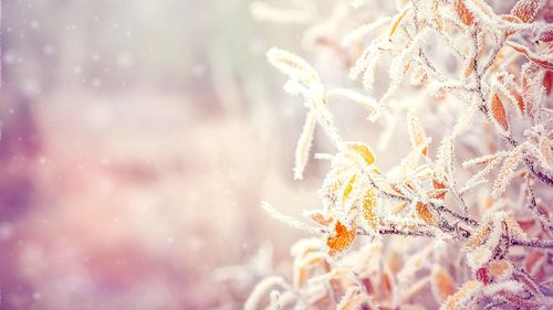METEO: Atenţionări Cod galben de ger în peste jumătate de ţară, vineri şi sâmbătă