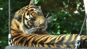Greșeala fatală făcută de îngrijitorul ucis de tigru la ZOO Pitești. În țarcul în care a intrat erau 3 masculi și 3 femele