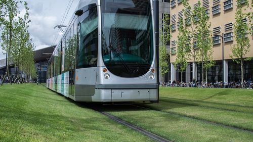 Plante perene din Olanda vor înlocui, la Reşiţa, gazonul dintre liniile de tramvai din Lunca Bârzavei / ”Banii cât ar costa irigarea și gazonul sunt cam aceeași cu plantele perene prevăzute pentru aceeași suprafață”