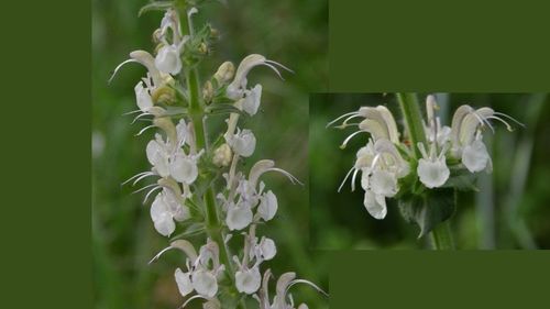 Societatea Ornitologică: O nouă specie de plantă descoperită în România, pe pajiștile din Dobrogea / Această specie de salvie a stat pur și simplu ascunsă la vedere timp de secole, fiind identificată eronat ca Salvia austriaca, o specie comună din Europa Centrală