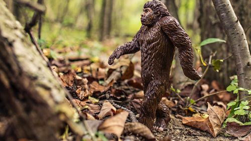 STUDIU Mersul biped al omului modern a apărut pentru prima dată, acum 12 milioane de ani, la un strămoş al acestuia din Europa, nu în Africa aşa cum s-a crezut anterior