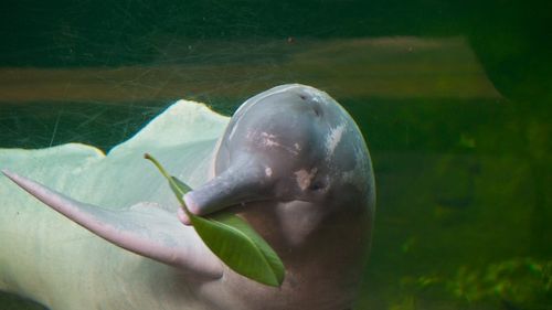 Două exemplare de delfin roz, o specie pe cale de dispariţie, salvate în Columbia, unde rămăseseră blocați în ape de mică adâncime