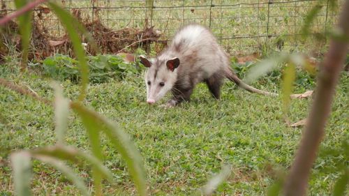 „Cake Bandit”: Un oposum a fost spitalizat după ce a mâncat un tort întreg