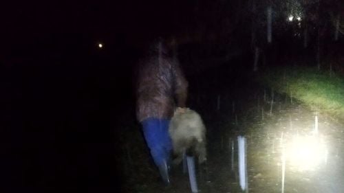 Arad: Toate cele 212 oi blocate pe un teren inundat, salvate după 10 ore de intervenţie cu bărcile