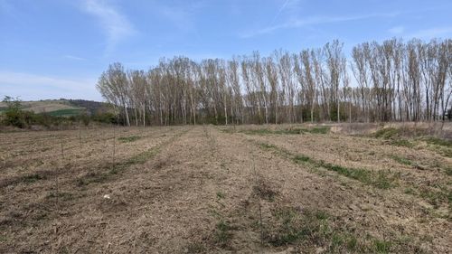 De ce se deșertifică Oltenia și devine, în unele locuri, o „Sahara”? / Originea solurilor nisipoase / Care sunt soluțiile salvatoare?