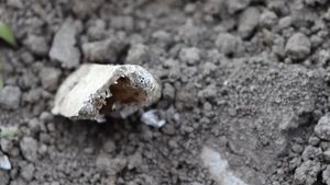 Schelete umane, descoperite pe locul unei foste biserici ortodoxe de la 1798, în județul Bacău/ Asociația ”Vasile Pârvan”: Autoritățile nu au anunțat Direcția Județeană de Cultură, au fost distruse multe probe de mare importanță