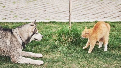 Exclusiv | Se poate împăca un câine cu o pisică? Iată ce spune instructorul canin: ”Depinde de animalul pe care-l ai. Uneori e bine să-i lași să-și regleze conturile” (VIDEO)