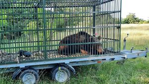 Urs capturat și eutanasiat în Brașov / Animalul mai fusese capturat în localitate / 120 de apeluri la 112 în luna mai