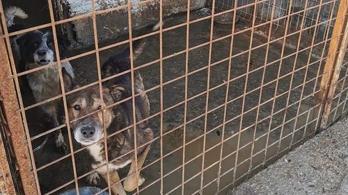 Romprest anunţă că va îngriji pe cheltuiala sa câinii din Adăpostul Odăi după ce Clotilde Armand a declarat că ”Lagărul Odăi trebuie închis urgent!”