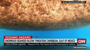 O „pătură” de alge marine de două ori mai mare decât suprafața Statelor Unite se îndreaptă spre Florida