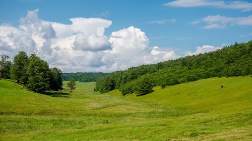 Comisia Europenă: Biodiversitatea în UE este în continuă scădere; pădurile sunt supuse unei presiuni uriaşe
