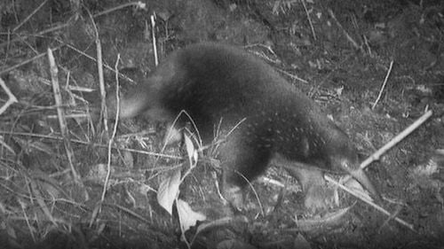 Echidna, un rar mamifer australian care depune ouă, are o origine acvatică, potrivit unui nou studiu științific